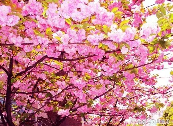 樱花季攻略,樱花季攻略赤丸