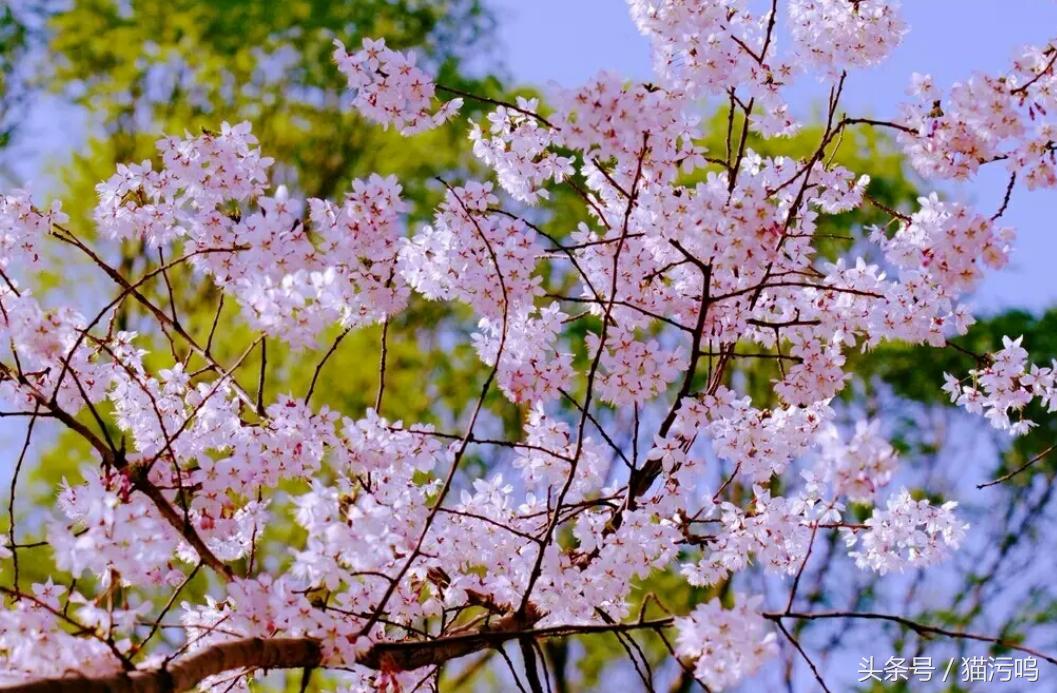 花的海洋让人心情愉悦,花的海洋真实图片大全
