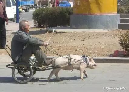 逗人开心的恶搞动画段子,那些把车辆改造后的奇葩搞笑视频