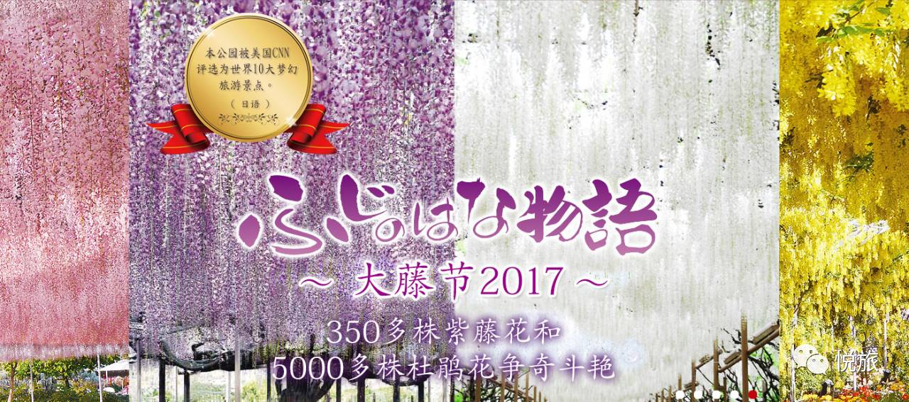 日本紫藤花美景,日本最浪漫的紫藤