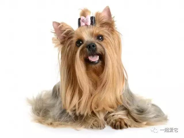 养宠小知识狗狗突然分泌很多口水,宠狗知识