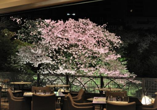 樱花主题餐厅推荐,携程樱花特色餐厅