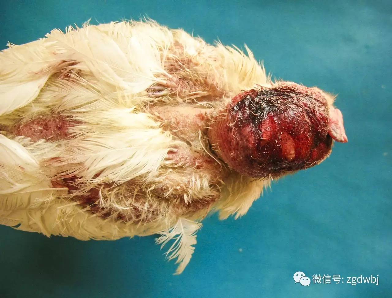 鸡的啄肛癖怎么治,鸡啄癖症