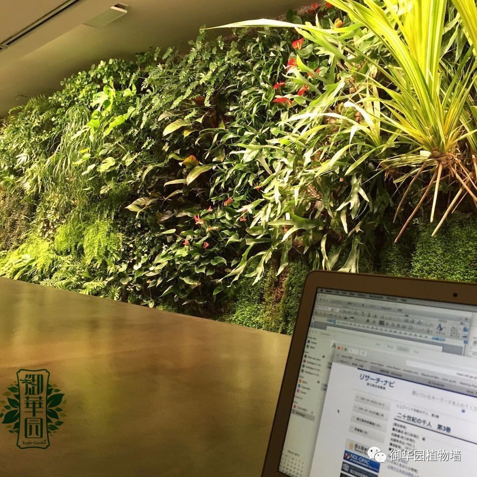 养花养眼养心解乏,卧室养花推荐高级植物