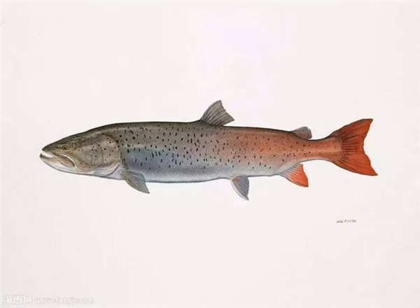 喝了假沸的豆浆会致死吗,未完全煮沸的豆浆会中毒吗