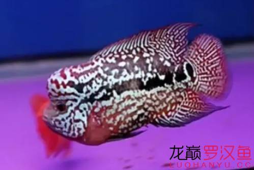 罗汉鱼饲养术语,罗汉鱼饲养法图解