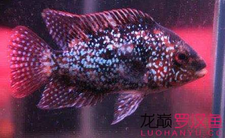 罗汉鱼饲养术语,罗汉鱼饲养法图解