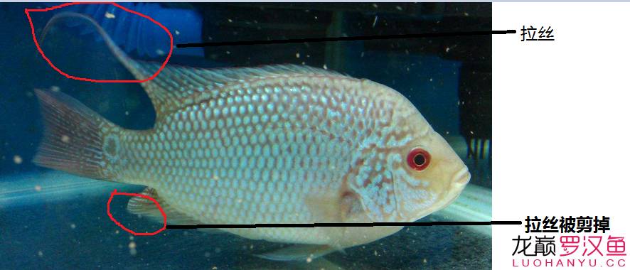 罗汉鱼饲养术语,罗汉鱼饲养法图解