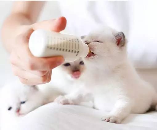 宠物能否食用婴幼儿奶粉？如何正确选择？