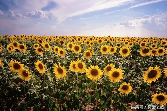 鍗楅潪鐭ュ悕鐚庝汉,鍗楅潪鐚庝汉鐙╃寧