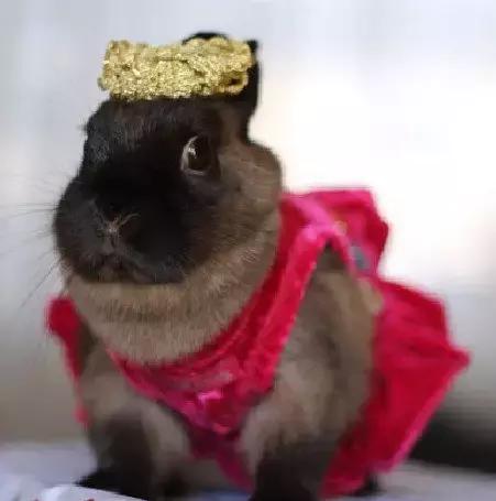 小兔砸月亮,小兔砸崽子