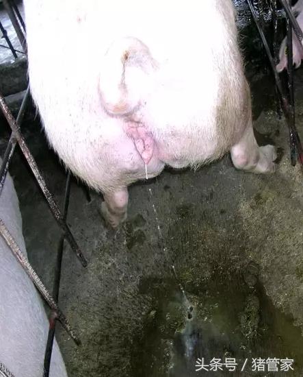 母猪产后排尿困难同时便秘,母猪产后尿困难有何偏方