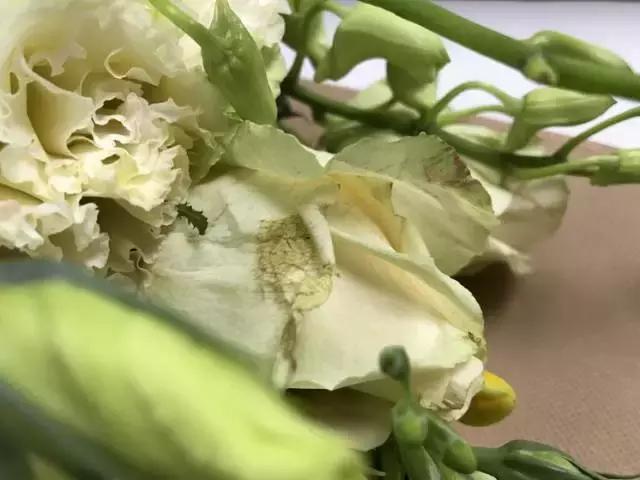 成都鲜花包月99每月4次,花费上万测评1个月