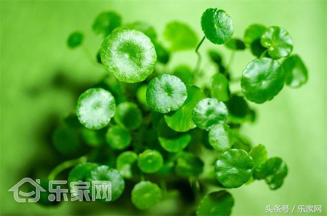 什么绿植除甲醛效果最好最快好养,刚装修好的新房放什么绿植除甲醛