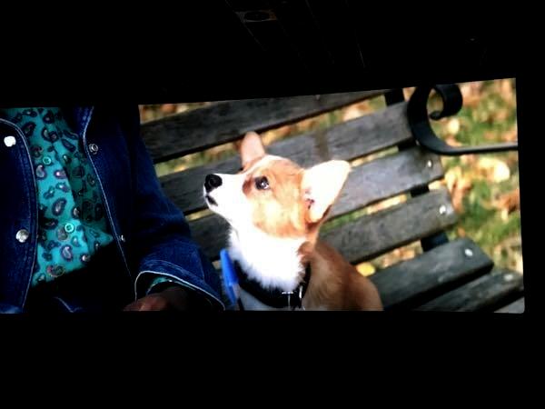 一条狗的一生感受,一条狗的使命带给你对宠物的感受