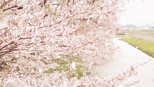 早春樱花系列 (樱花粉嫩款推荐)