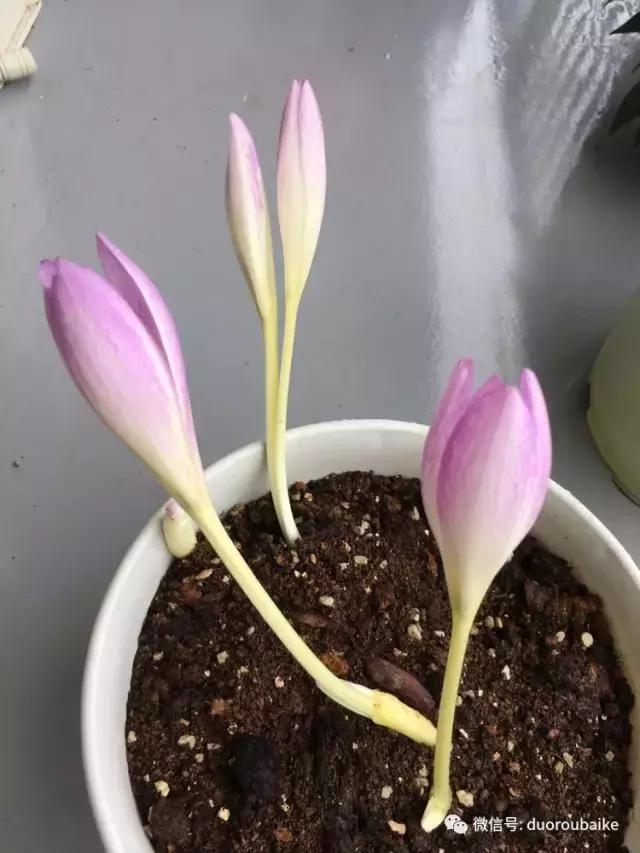 日本最好的多肉大棚,走进日本北海道