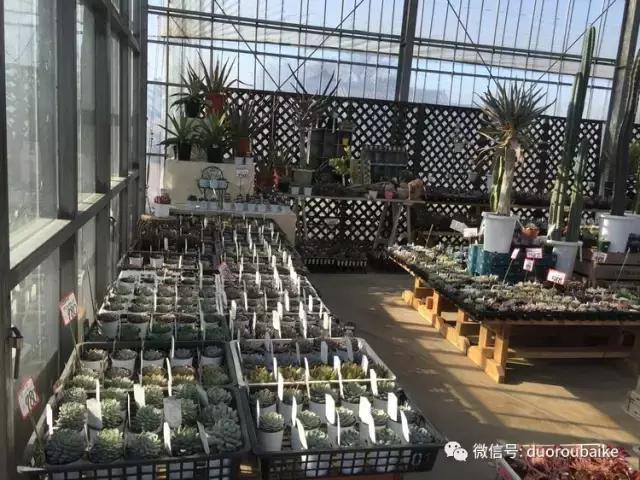 日本最好的多肉大棚,走进日本北海道