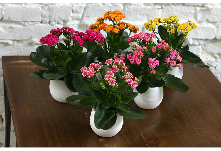 枯萎的花不能要了就该扔到垃圾桶,这五种花千万不要买