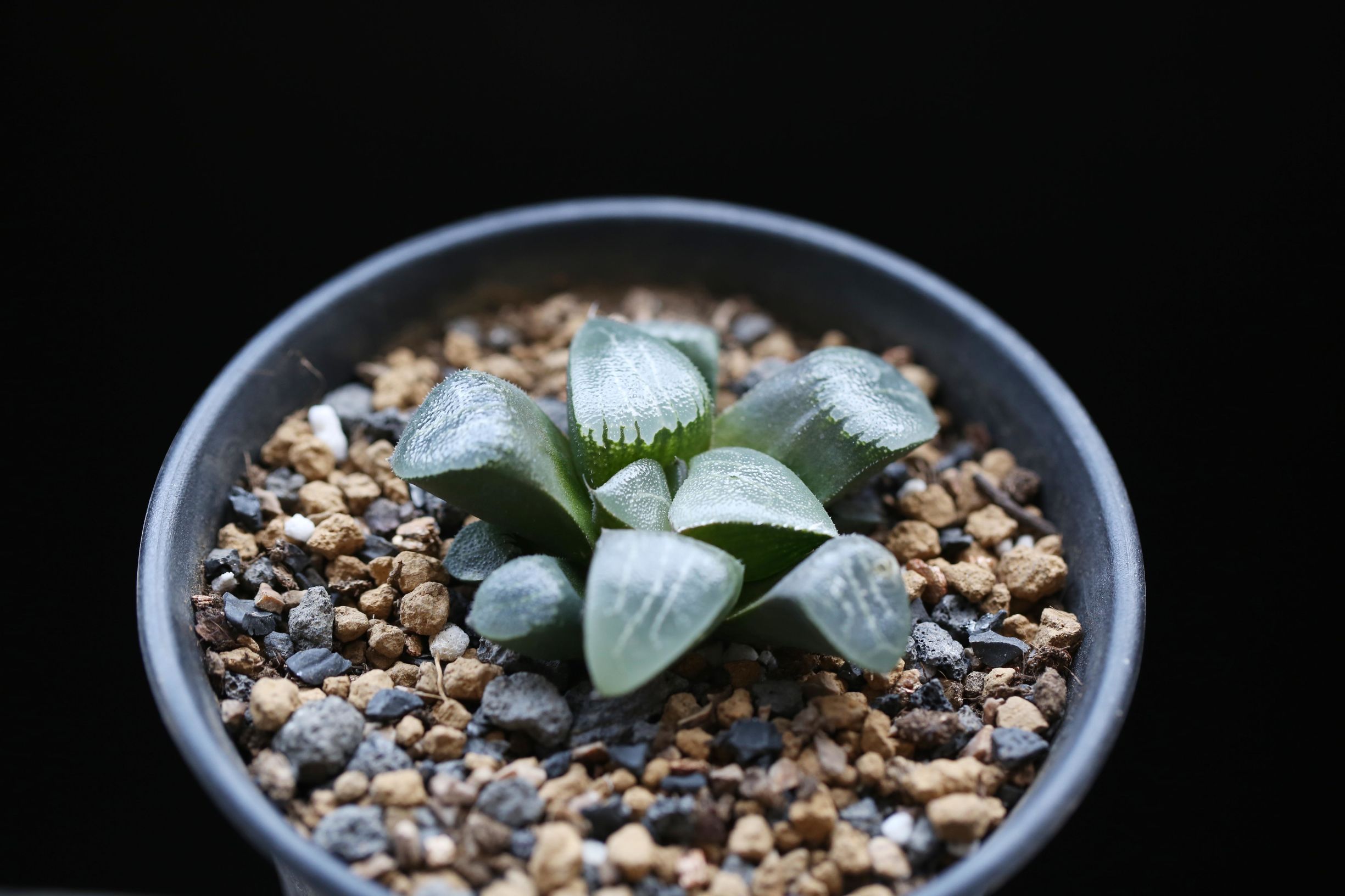 多肉修根用什么土好养活,多肉修根上盆多久可浇水