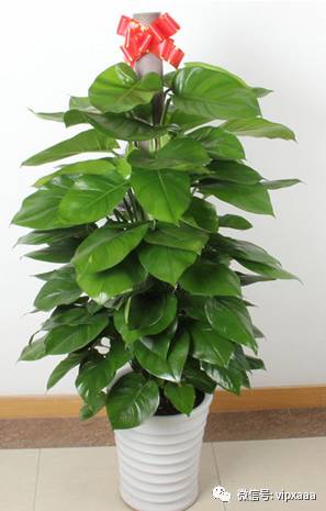 绿萝叶子偏黄的原因及解决方法,绿萝叶子都黄了是什么原因造成的