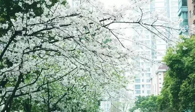 沪上樱花在哪里,沪上赏花