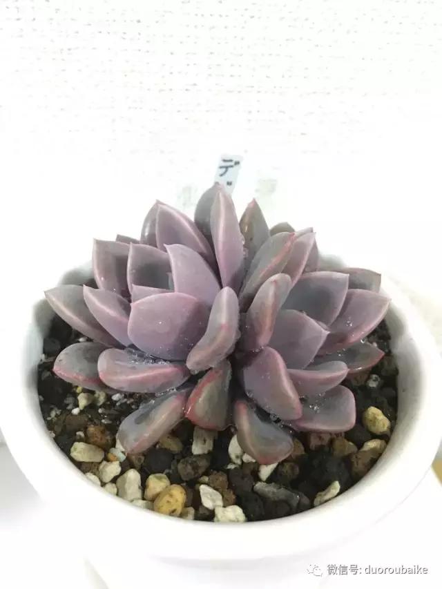 日本最好的多肉大棚,走进日本北海道