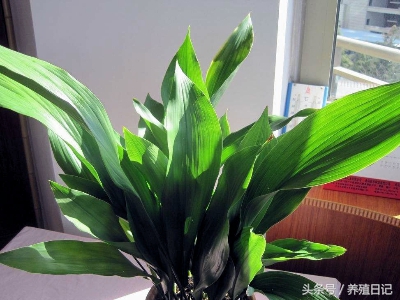 新家最适合养哪种耐阴的植物,吸甲醛最好的植物哪种排名第一