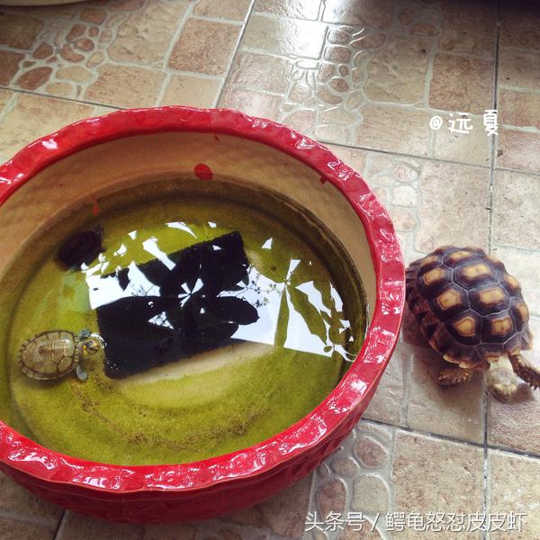 各种宠物龟饲养方法大全,宠物龟超容易养活饲养指南多图
