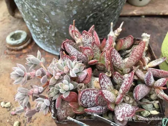 日本最好的多肉大棚,走进日本北海道