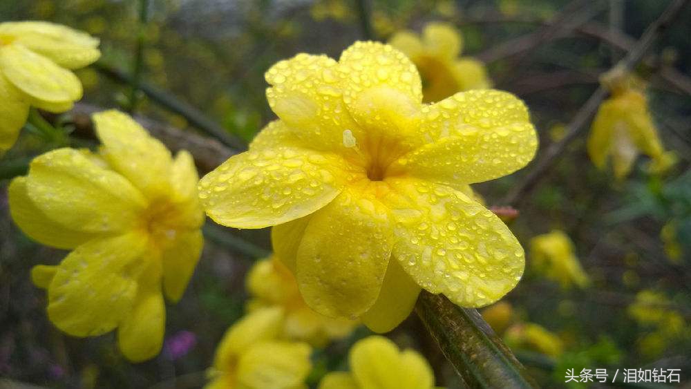 被德国称为“钥匙花”的是迎春花，也是名贵的花卉之一