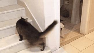 三个月狗狗挑食偏瘦但很活泼,狗狗小时候也可爱长大后更卡