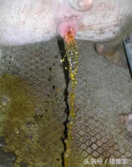 母猪产后排尿困难同时便秘,母猪产后尿困难有何偏方