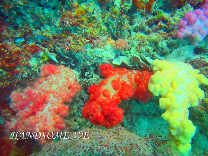 没水母湖的帕劳,帕劳水母湖怎么去