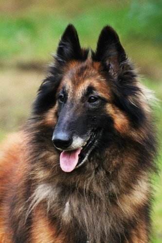 养这些牧羊犬，主子们可得好好调教，不然分分钟给甩脸色！