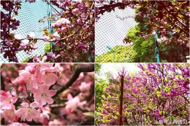 樱花季攻略完整版,樱花上海攻略