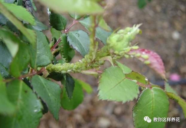 这几种虫子都不知道，怎么能养好花？