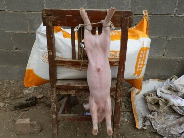 仔猪疝气怎样辨别,割仔猪疝气的正确方法