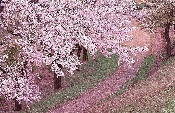 早春樱花系列 (樱花粉嫩款推荐)