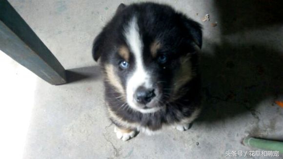 混血狗哈士奇和阿拉斯加,藏獒和二哈图片