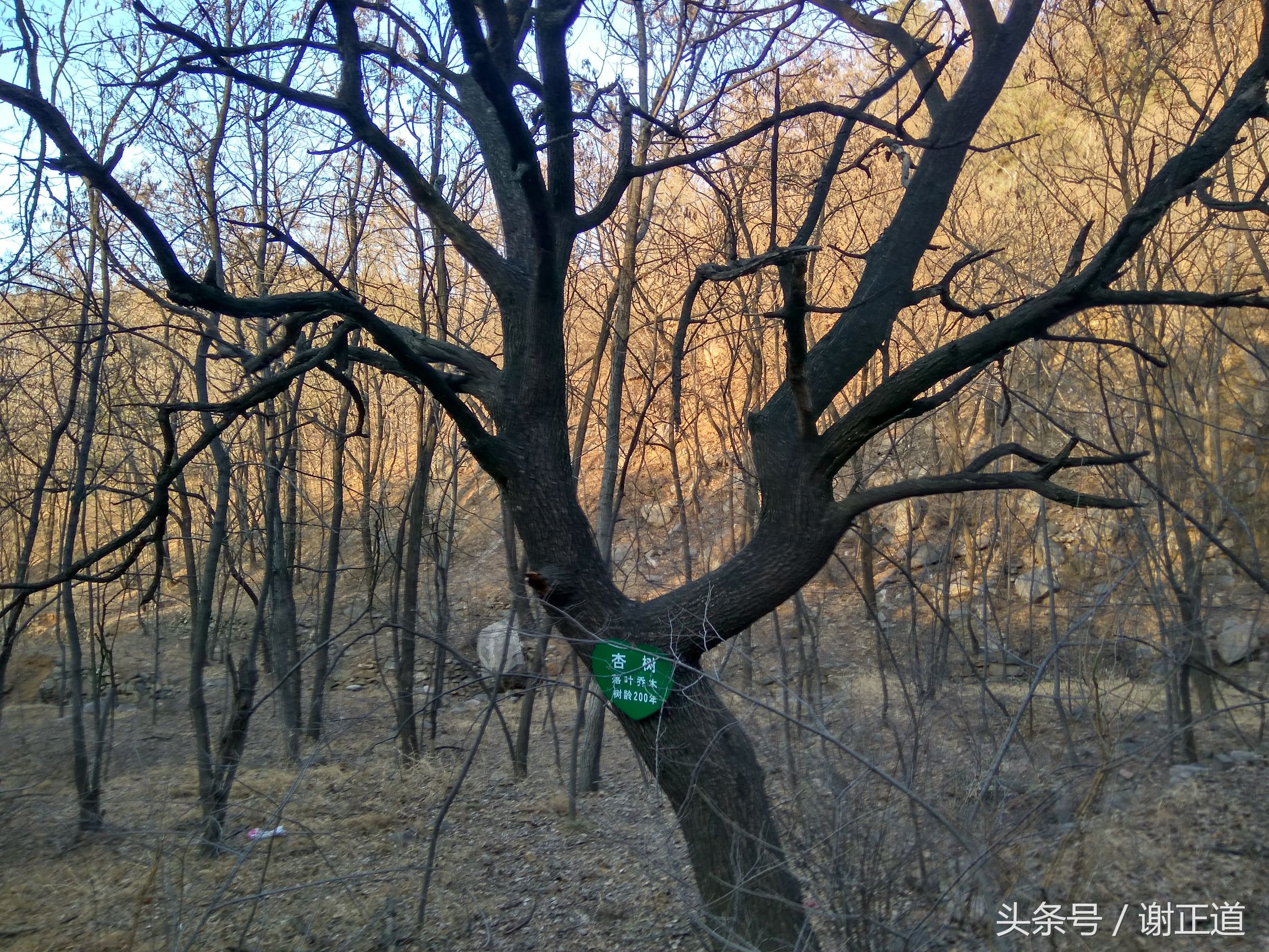 灵寿秋山风景区攻略,灵寿秋山自然风景区电话