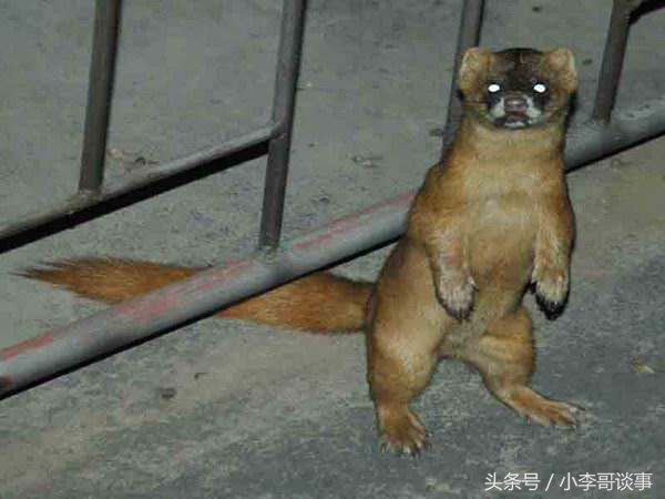 夜路走多了碰见鬼了,夜路走多了总会遇到鬼出处