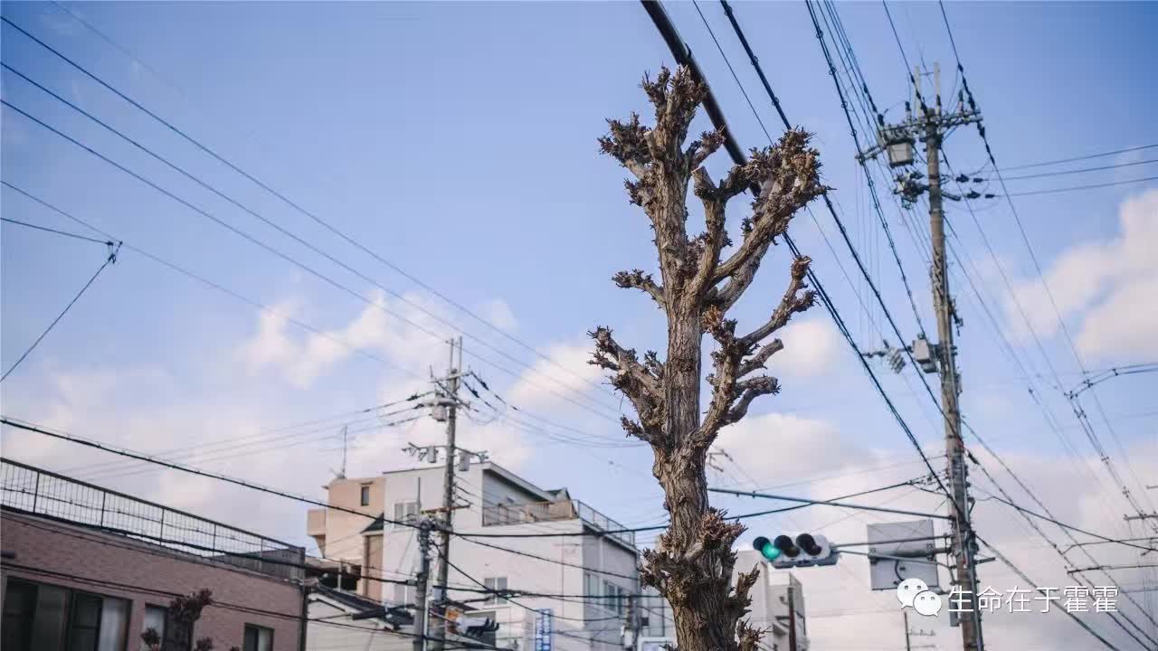 拉面 · 自动贩售机 · 雪｜云之彼岸的日本欢脱之旅