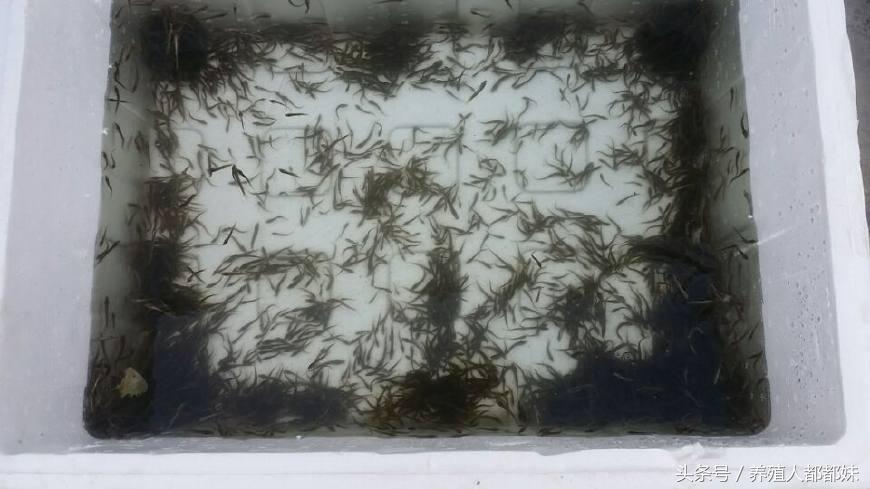 泥鳅养殖创业,泥鳅养殖加盟项目有哪些