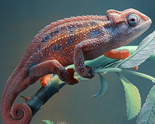 小牛喂鲸鱼奶,一天增重近两百斤!这些冷姿势,简直亮瞎眼