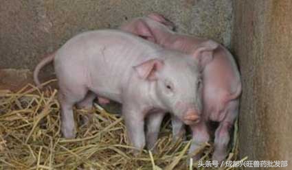 母猪产后三天仔猪拉稀是什么原因,哺乳期仔猪拉稀喂什么药给母猪
