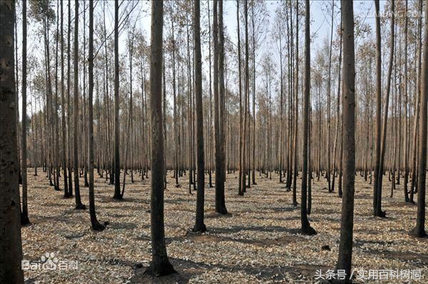 桉树为什么叫霸王树,桉树为什么是生长最快的树