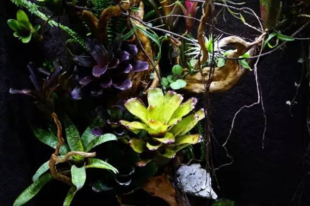 水族箱草缸开缸教程新手入门,雨林缸开缸多久植物才会稳定