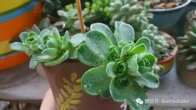 小心！这些坏蛋会吃多肉哦！