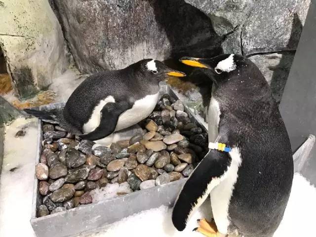 杭州极地海洋游玩图,杭州极地海洋世界旅游攻略